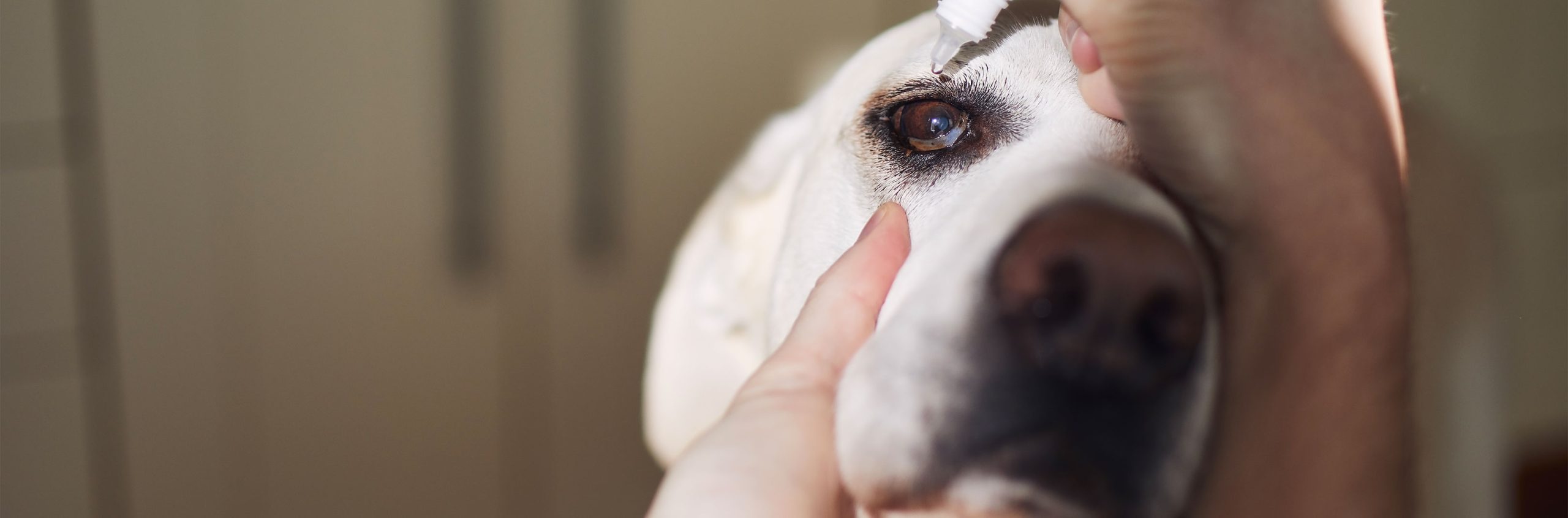 Colírio para Cães e Gatos: Como Escolher e Aplicar Corretamente