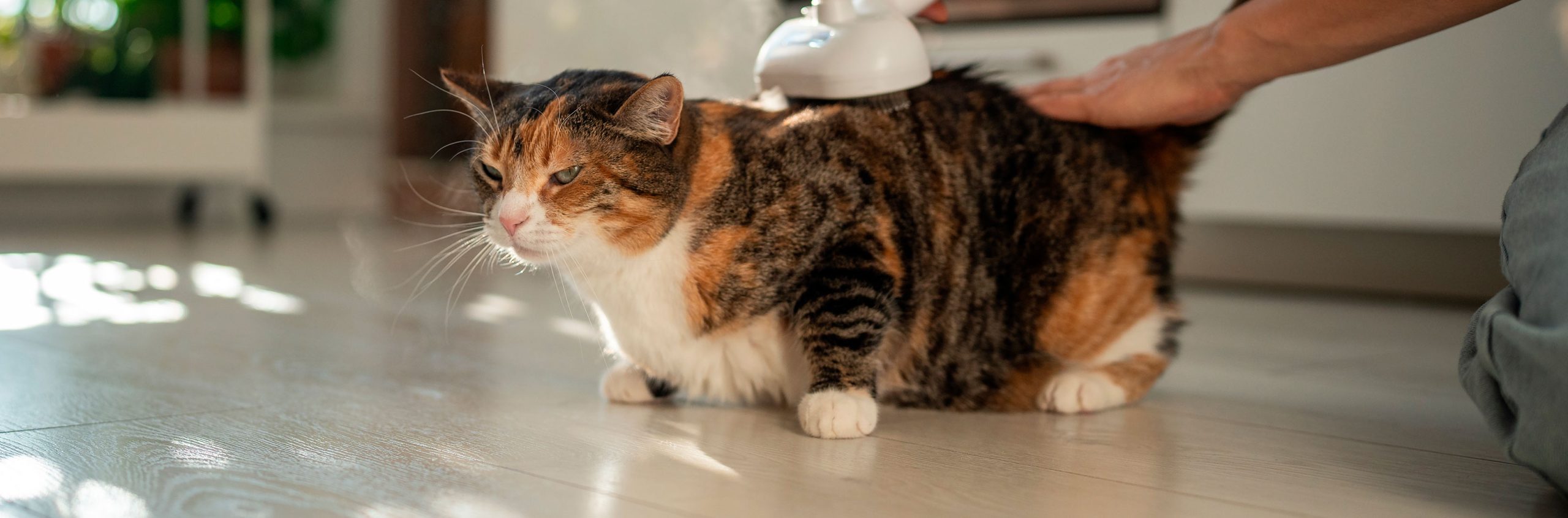 Cuidados com a Higiene de Filhotes: Como Proteger a Saúde dos Pets