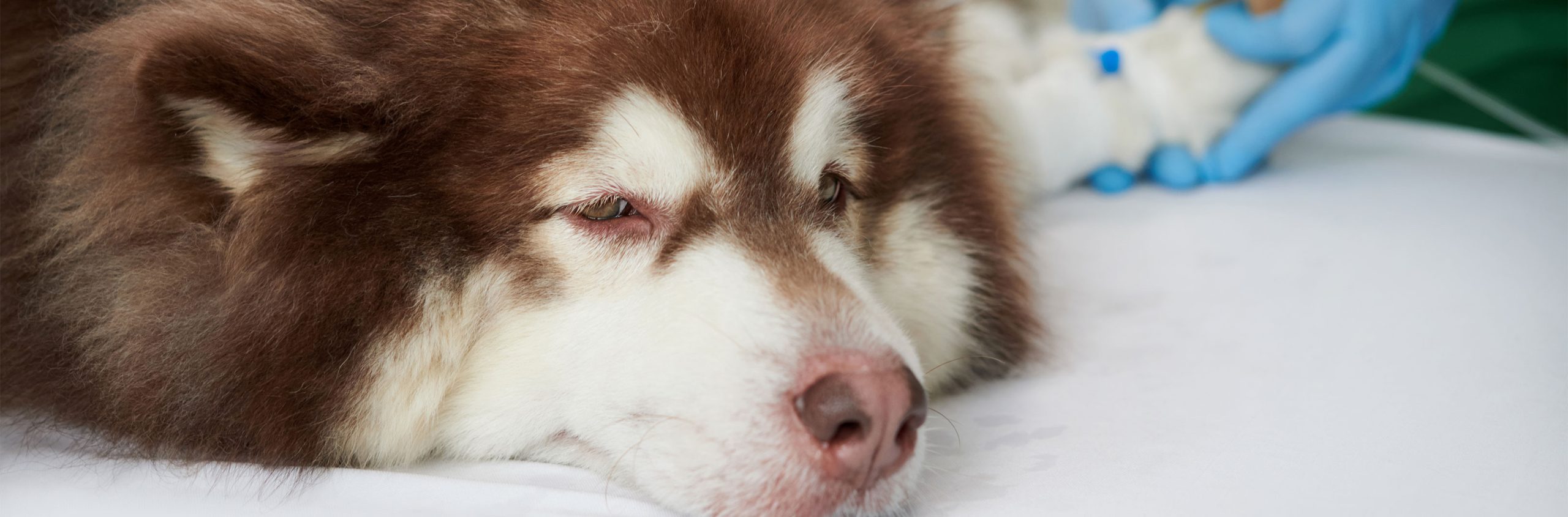 Dor em pets: como identificar os sinais silenciosos e proteger quem você ama