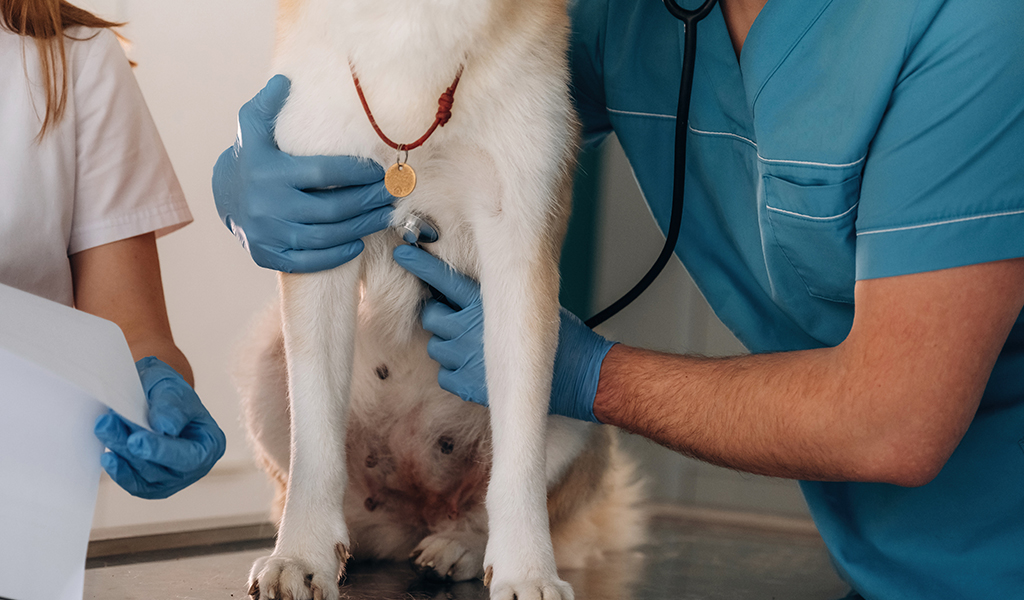 O avanço dos exames cardiológicos e sua importância para a saúde dos pets