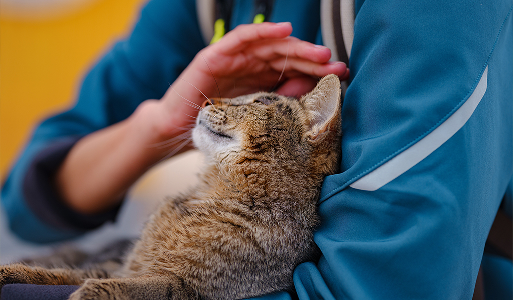 10 maiores mitos sobre o cuidado com os pets