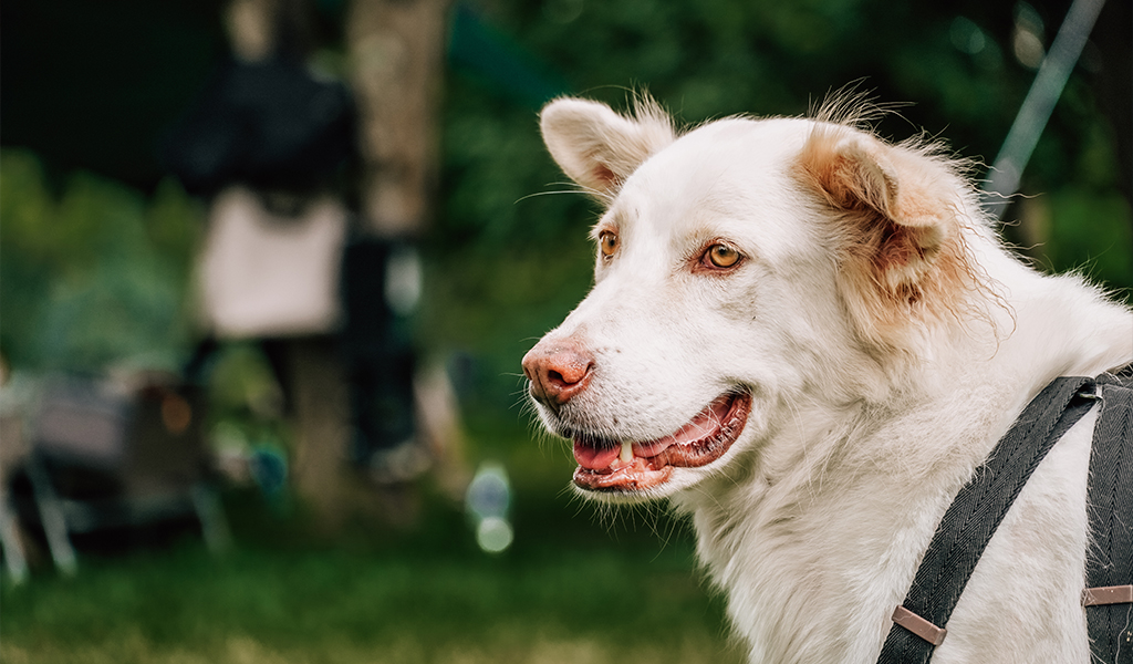 As cinco doenças mais comuns em cães e como prevenir complicações