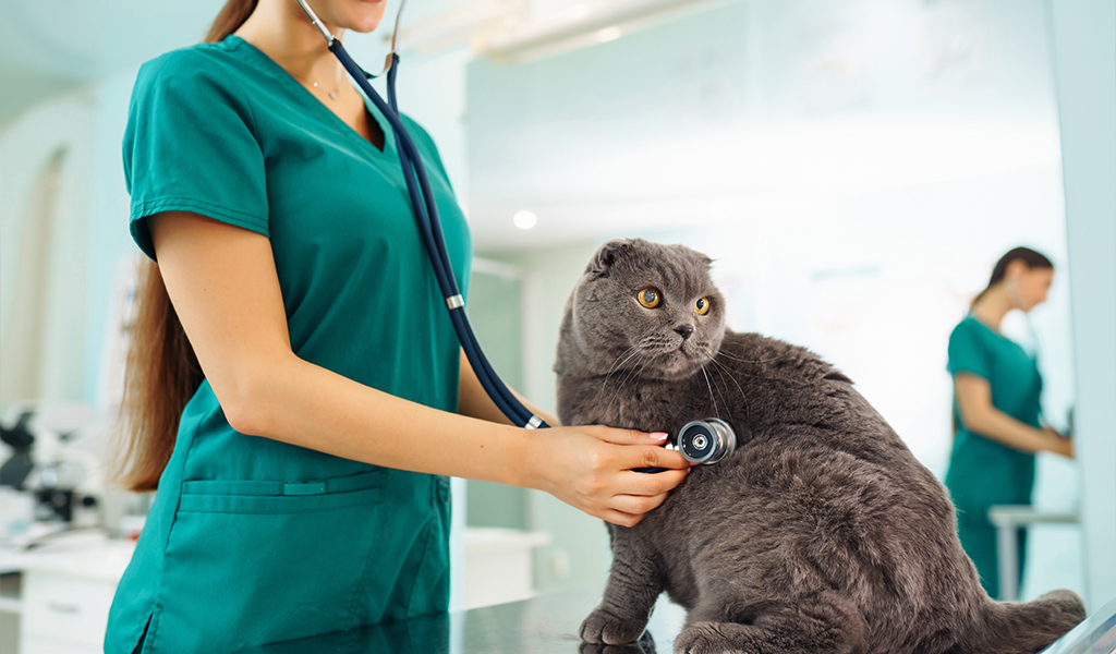 Cardiopatia congênita em pets: causas, sintomas e cuidados essenciais