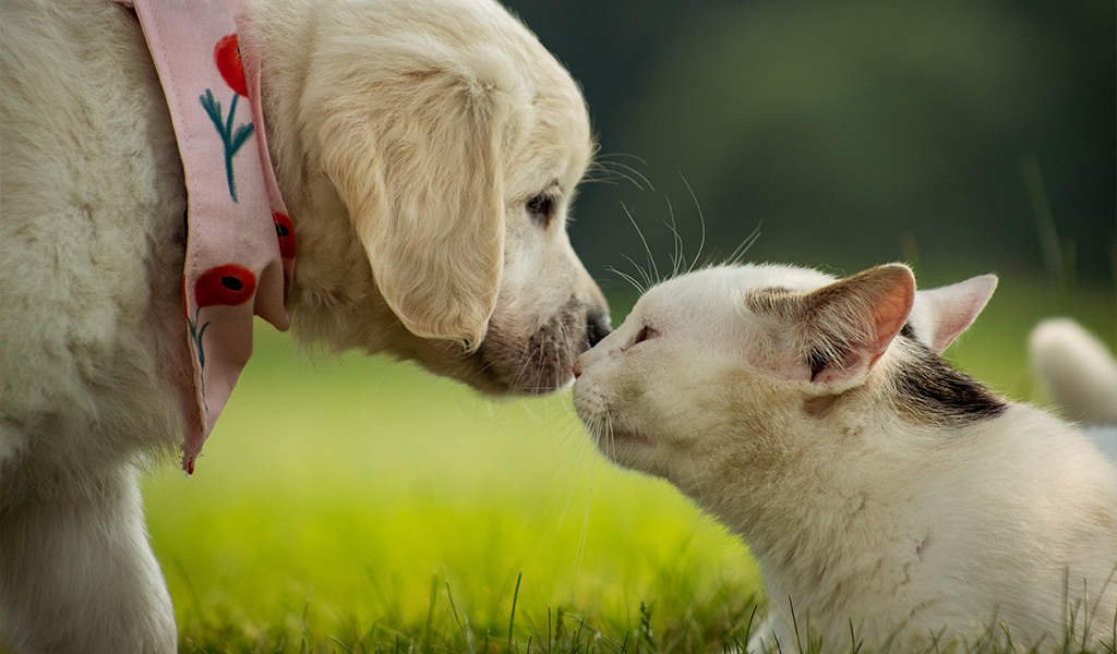 Como introduzir um novo filhote em sua casa: dicas práticas para cães e gatos