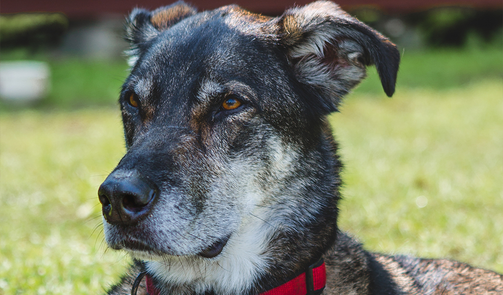 Cuidados essenciais para pets na terceira idade: como garantir bem-estar e qualidade de vida