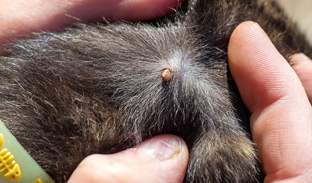 Doença do carrapato: entenda os riscos e como proteger seu pet