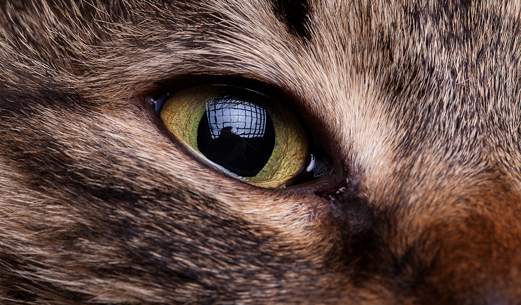 Doenças oculares em pets: principais condições, sintomas e cuidados