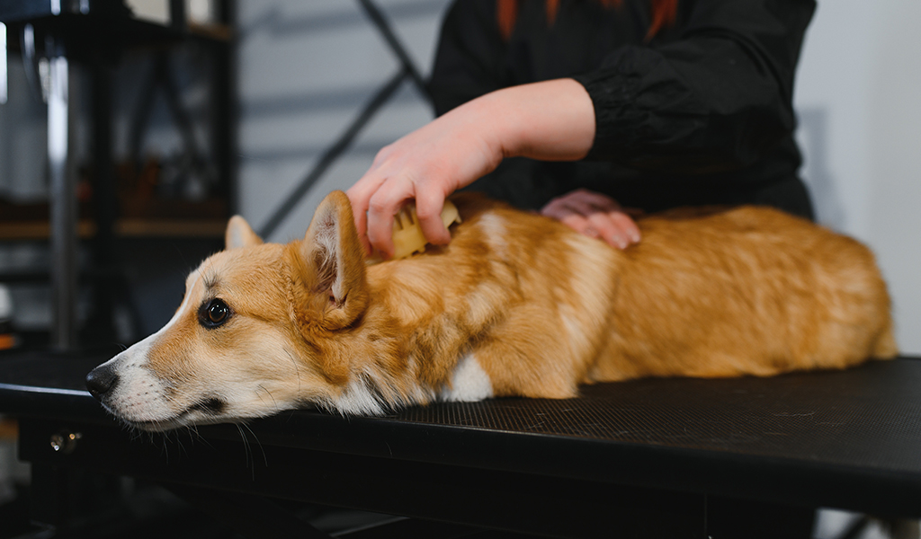 Medicina complementar para pets: quiropraxia, acupuntura e ozonioterapia são opções inovadoras de tratamento
