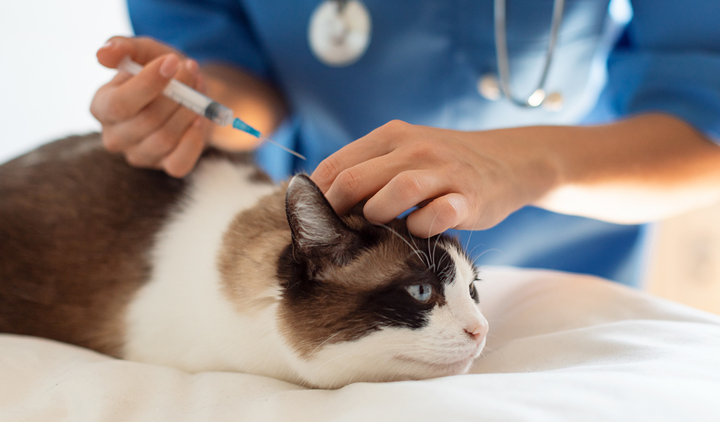 O cartão de vacinação do seu pet está em dia?