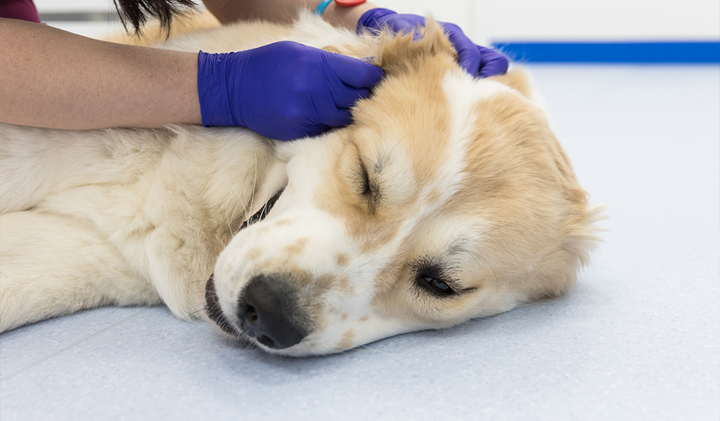 Primeiros socorros para pets: o que fazer em casos de emergência?