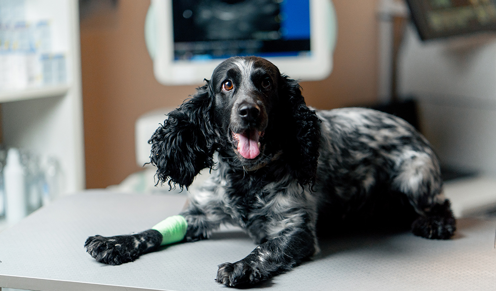 Principais tipos de câncer em pets: causas, sintomas e a importância do diagnóstico precoce