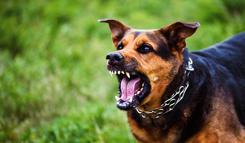 Raiva em animais: como identificar, sintomas e prevenção