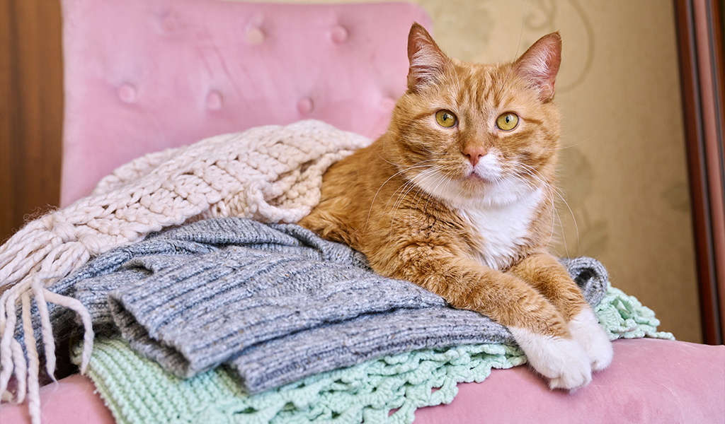 Seis cuidados essenciais para proteger seu pet nos dias frios