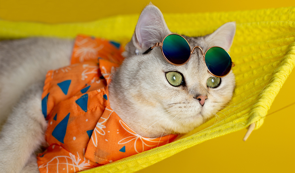 Como cuidar do seu pet durante o verão: dicas essenciais para a saúde e bem-estar