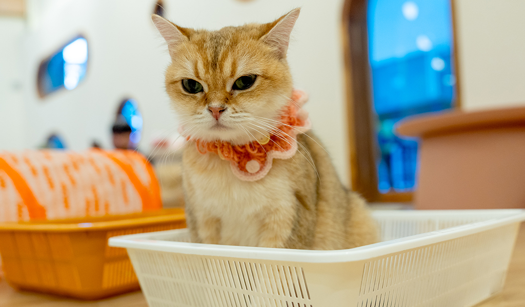 Doença renal em pets: o que você precisa saber sobre causas, sintomas e prevenção