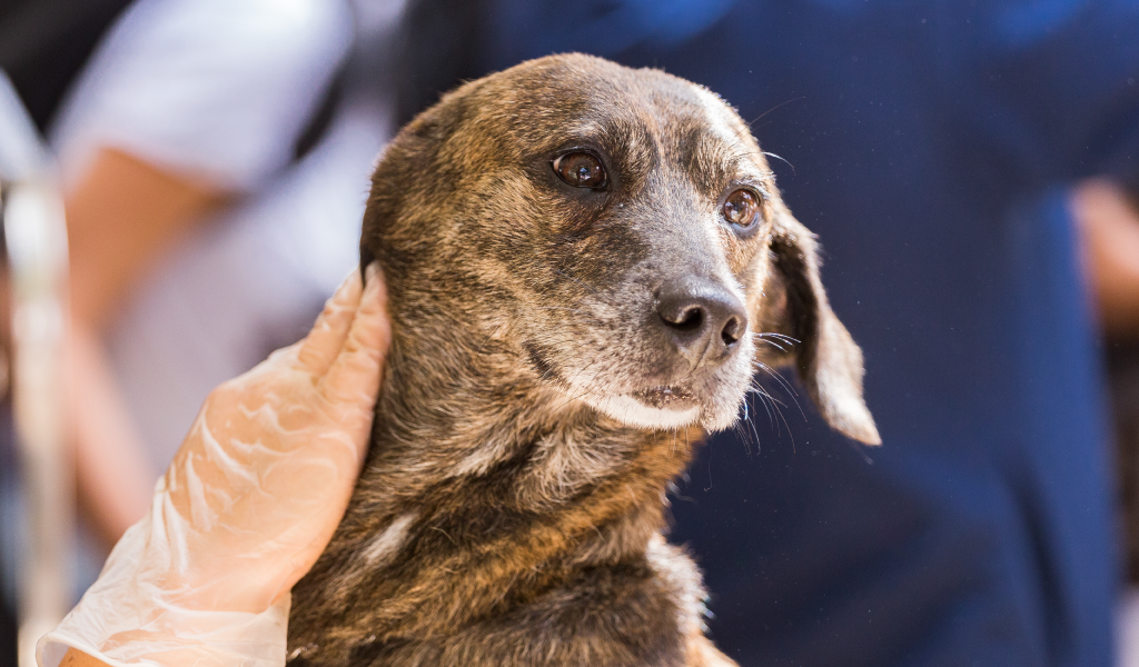 Câncer em pets: novas terapias e cuidados fortalecem a jornada de tratamento