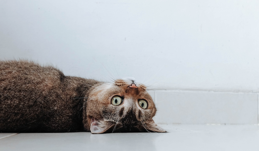 Fique atento: mudanças de comportamento dos pets podem indicar doenças neurológicas